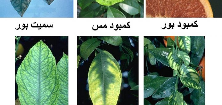 کمبود مواد غذایی در گیاهان