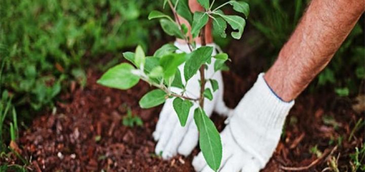 دانستنی های کاشت نهال