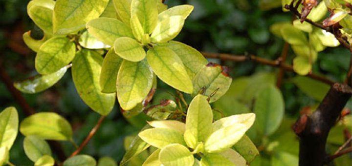 کود های دارای آهن