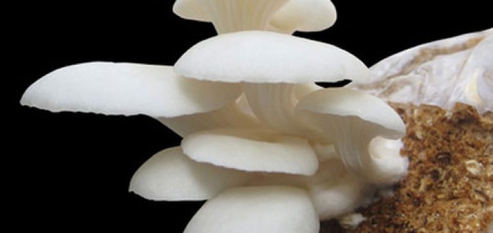 پرورش قارچ صدفی خوراکی
