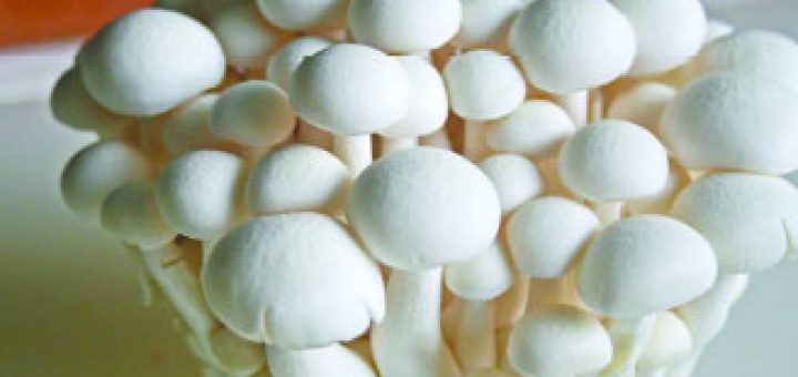 پرورش قارچ دکمه ای