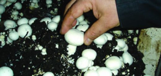 پرورش قارچ دکمه ای