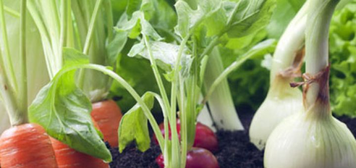 کشاورزی ارگانیک