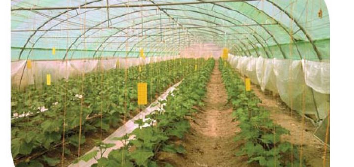 کشاورزی ارگانیک