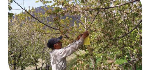 کشاورزی ارگانیک