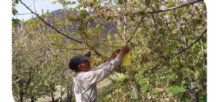 کشاورزی ارگانیک