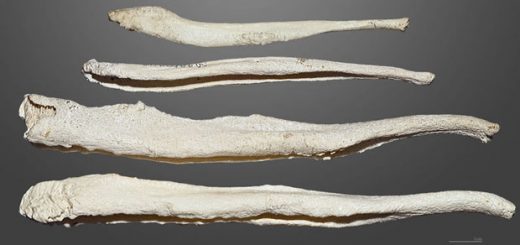 استخوان آلت تناسلی