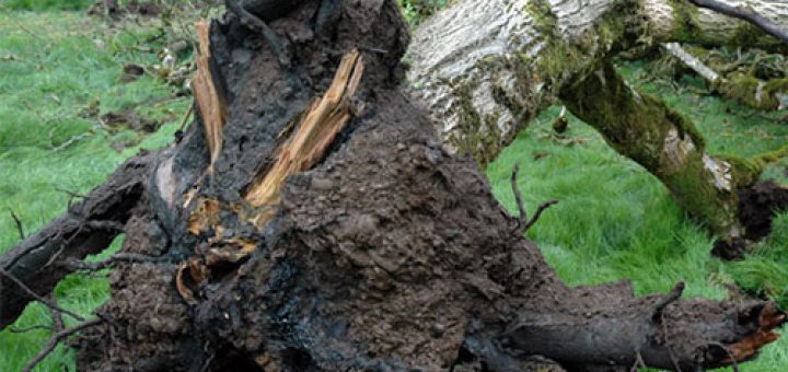 پوسیدگی ریشه