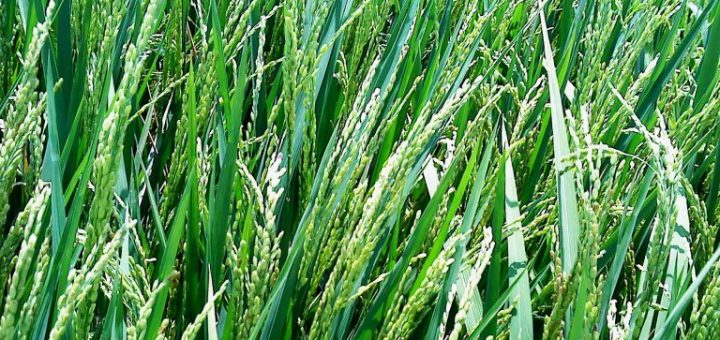 جوانه دار کردن بذر برنج