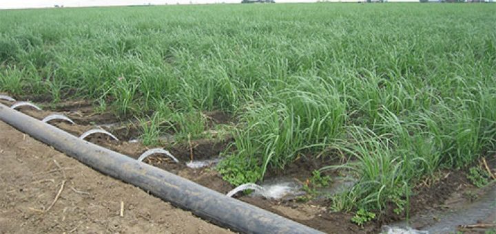 صرفه جویی در مصرف آب در آبیاری