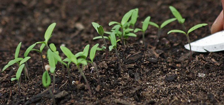 تعیین رطوبت خاک