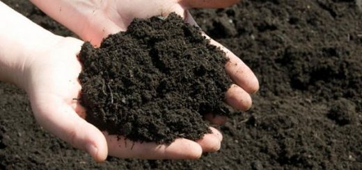 تعیین رطوبت خاک