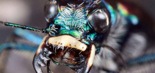 انرژی برق از بدن سوسک