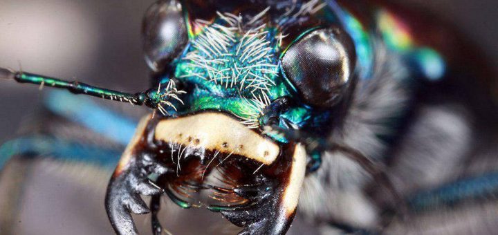 انرژی برق از بدن سوسک