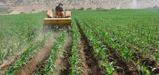 تناوب زراعی