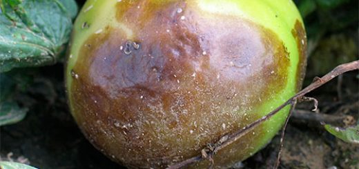 پوسیدگی چشم کبوتری