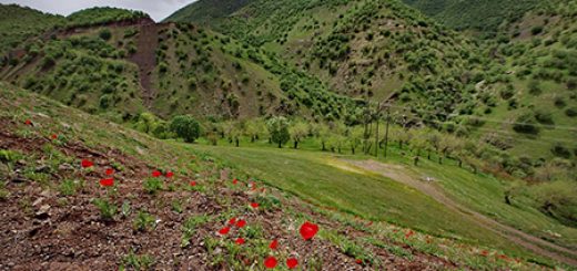 طبیعت بهاری اورامانات