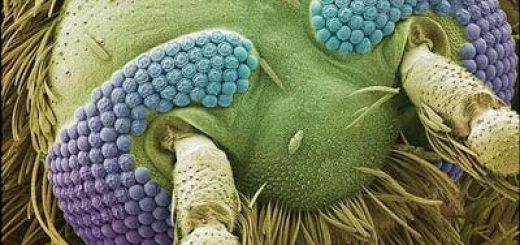 میکروسکوپهای قدرتمند