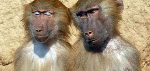 جوک و لطیفه بامزه