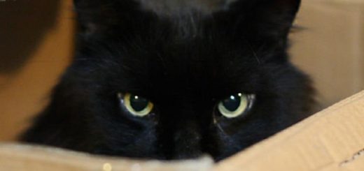 گربه‌ی شرودینگر