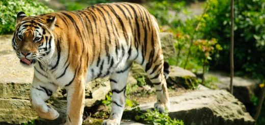 مرد بداخلاق و ببر کوهستان و زنی که نمی دانست چه کند