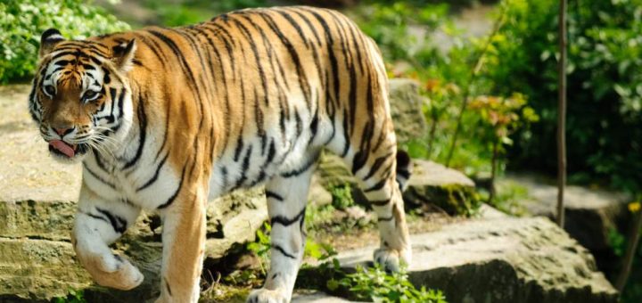 مرد بداخلاق و ببر کوهستان و زنی که نمی دانست چه کند