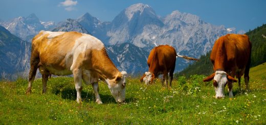 ارزش‌های زندگی