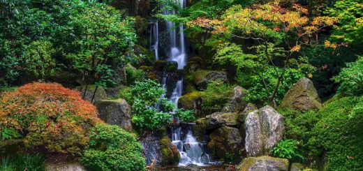 تاجر و باغ زیبا