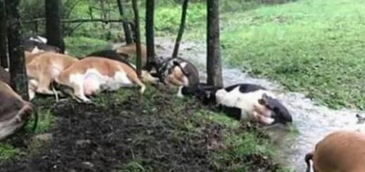 حمله ي هولناک موجودات فضايي به 32 گاو!