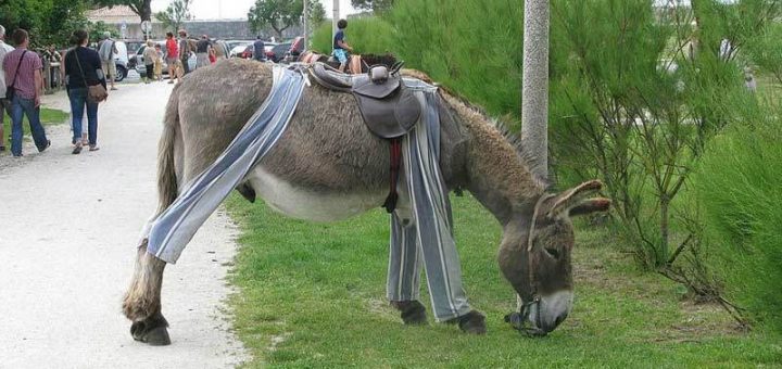 خرهای پیژامه پوش