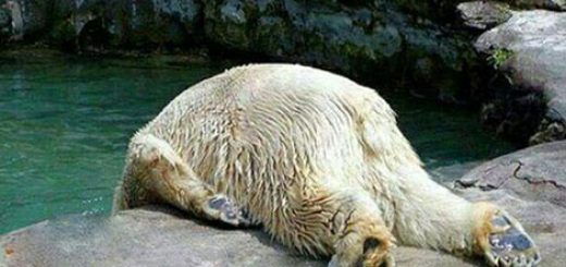 جوک و لطیفه بامزه