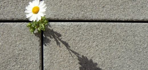 سايه تان از سر ما کم نشود