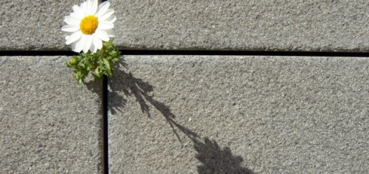 سايه تان از سر ما کم نشود