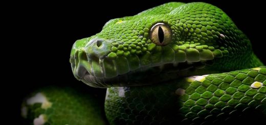 رابطه متولدین سال مار با دیگران