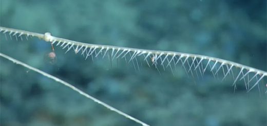 اسفنج گوشتخوار