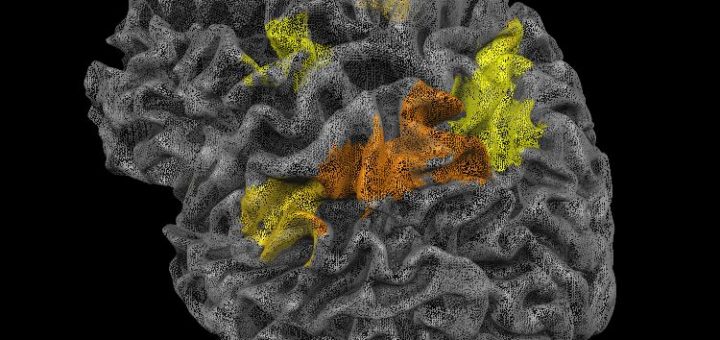 کشف بخشی از مغز که مفاهیم فیزیک را درک می‌کند