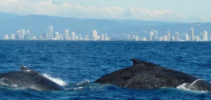 نهنگ‌ها و دلفین‌ ها از مرگ هم نوعانشان سوگوار می‌شوند