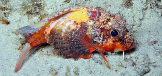 ماهی عجیبی که می‌تواند راه برود