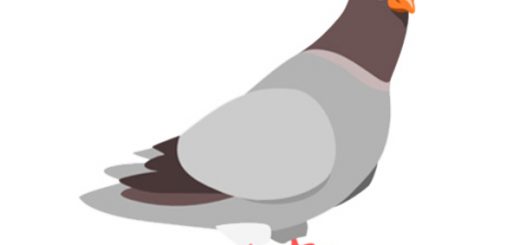 تست هوش: پرواز کبوتر