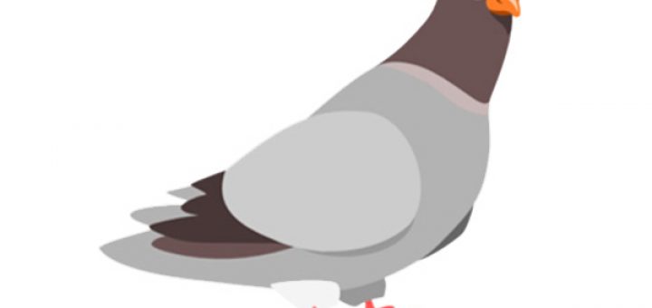 تست هوش: پرواز کبوتر