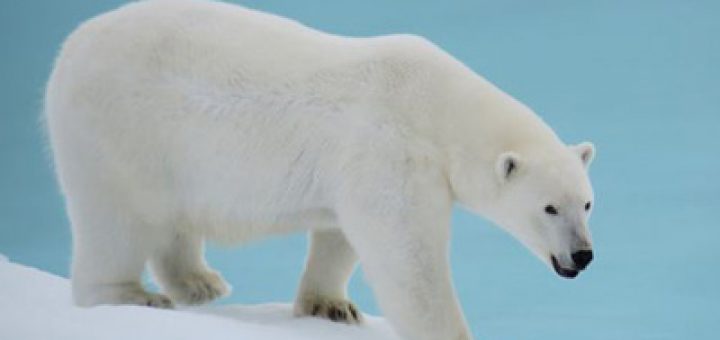 معمای المپیادی: خرس قطبی