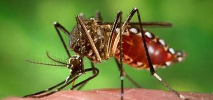 آرامش دهنده جای نیش پشه