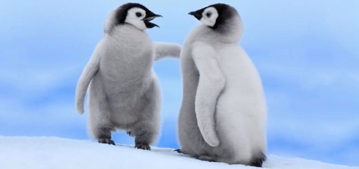 چطور سر صحبت را باز کنیم