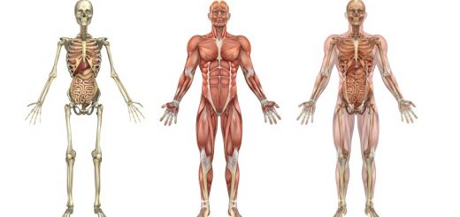 بدن انسان
