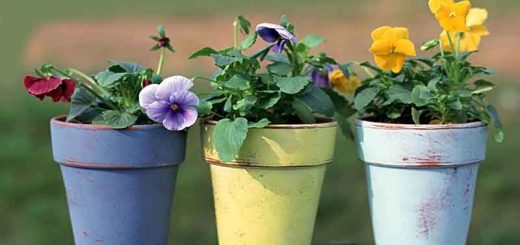 انتخاب گلدان مناسب