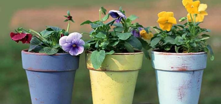 انتخاب گلدان مناسب