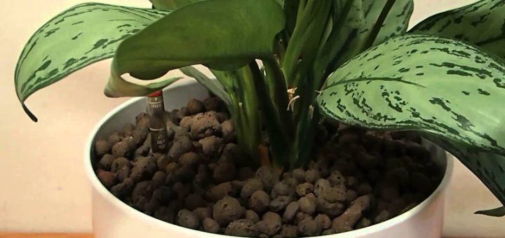 پرورش گیاه آگلومنا