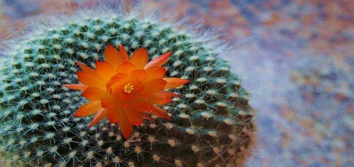 روش قلمه زدن کاکتوس و گل حسن یوسف