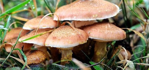 چگونه قارچ با کیفیت را تشخیص دهیم؟