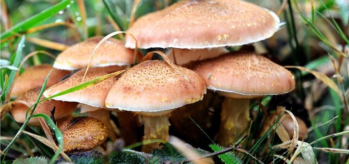 چگونه قارچ با کیفیت را تشخیص دهیم؟